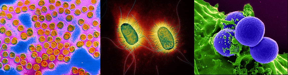 Microbes